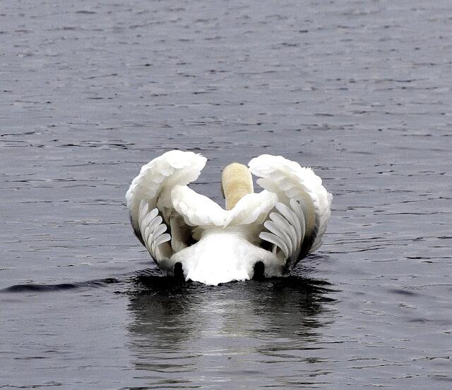 Höckerschwan im Angriffsmodus