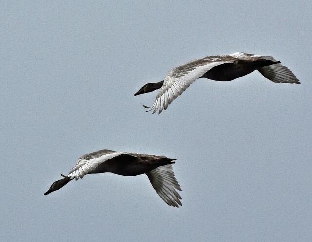 Junge Höckerschwäne