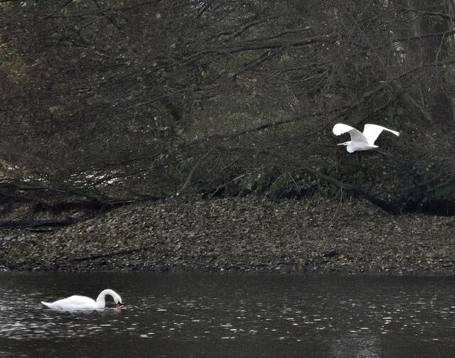 Ruhig gleitet der Silberreiher über das Seeufer