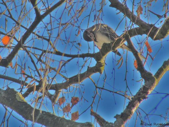 Wer kennt diesen Vogel?