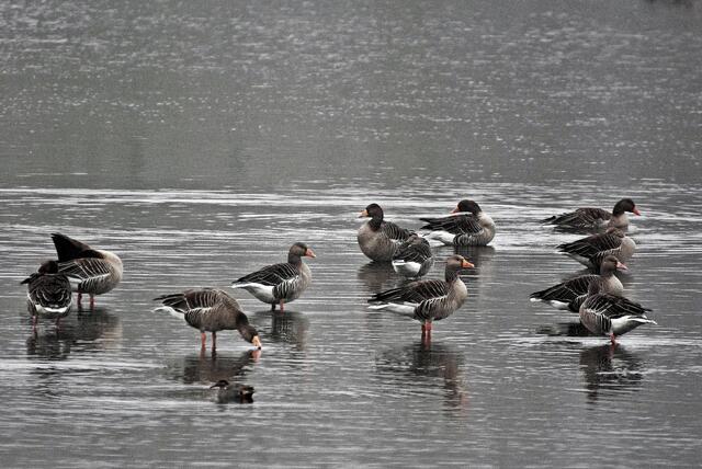 Eine kleine Gruppe Graugänse