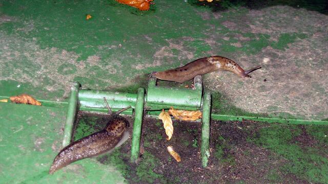 Die Hochzeit der Tigernacktschnecke - ein Glück für die Hobbygärtner !