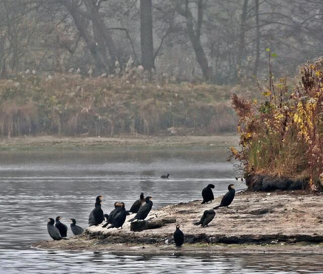 Auf der kleinen Insel mitten im See haben sich Kormorane niedergelassen