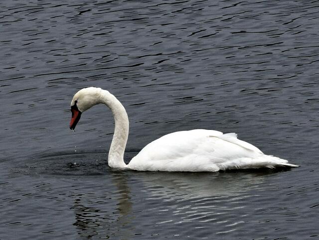 Adulter Höckerschwan