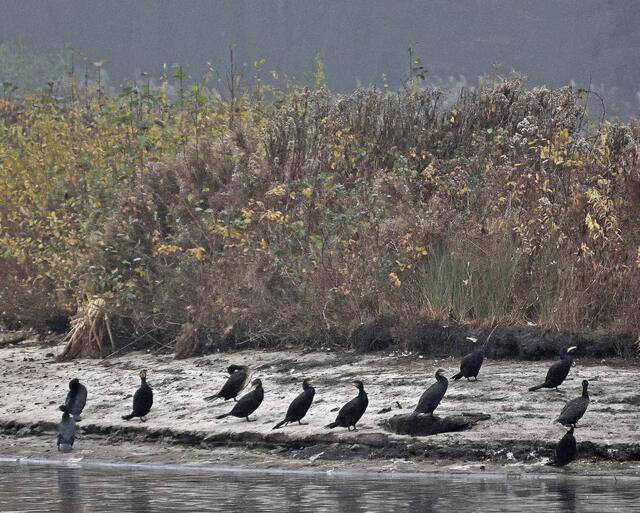 Kormorankolonie auf der Seeinsel