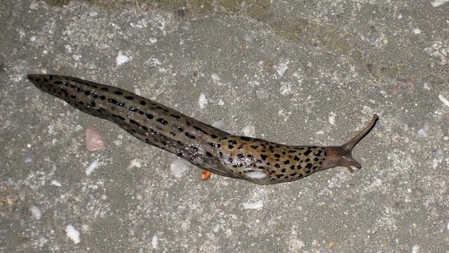 Die Hochzeit der Tigernacktschnecke - ein Glück für die Hobbygärtner !