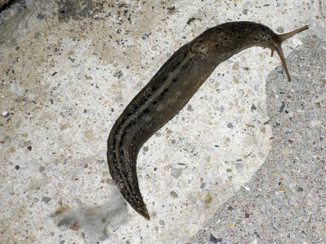 Die Hochzeit der Tigernacktschnecke - ein Glück für die Hobbygärtner !