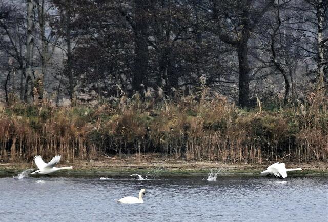 Ein Schwanenpaar startet zu neuen Ufern