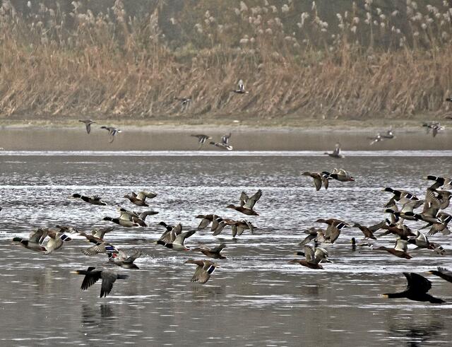 Flucht vor dem Seeadler