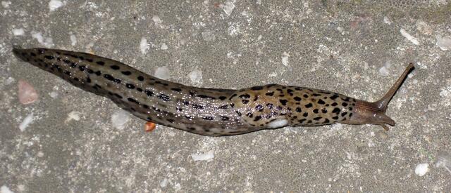 Die Hochzeit der Tigernacktschnecke - ein Glück für die Hobbygärtner !