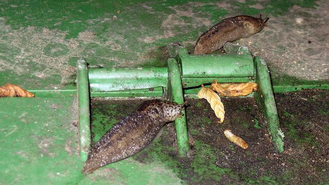 Die Hochzeit der Tigernacktschnecke - ein Glück für die Hobbygärtner !