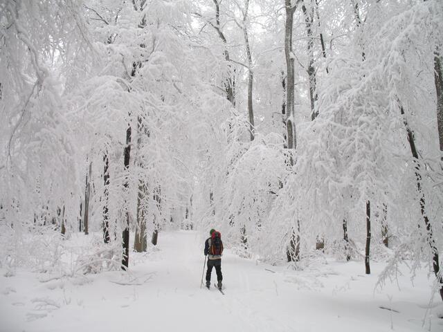 Doch irgendwann muss es weitergehen. Und ein verzauberter Wald stimmt am besten auf Weihnachten ein.