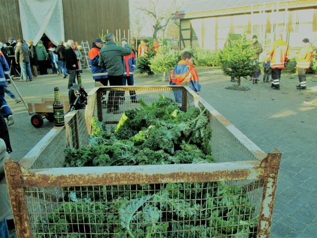 die Oldenburger Palme (Grünkohl)