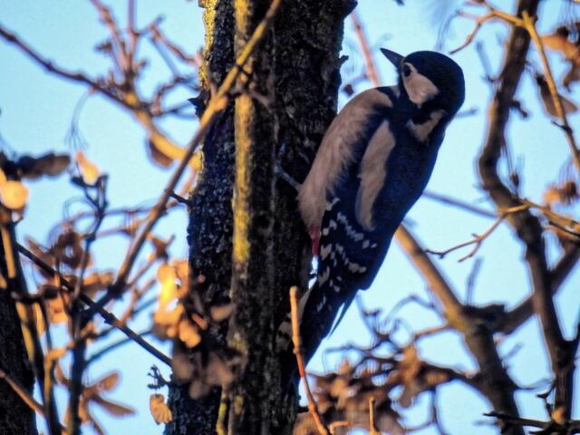 Madam im Schattenlicht (Freihand 1/160s; Bl. 6,3; ISO 400; BW=1800mm)