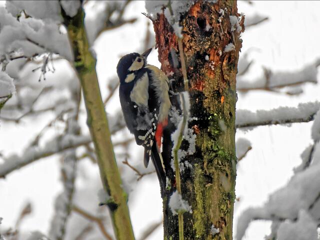 Archivbild: "Schnacky" während des Schneefalls am 16.01.2016