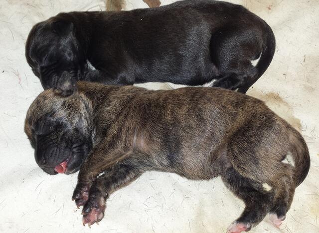 Müde von der Geburt