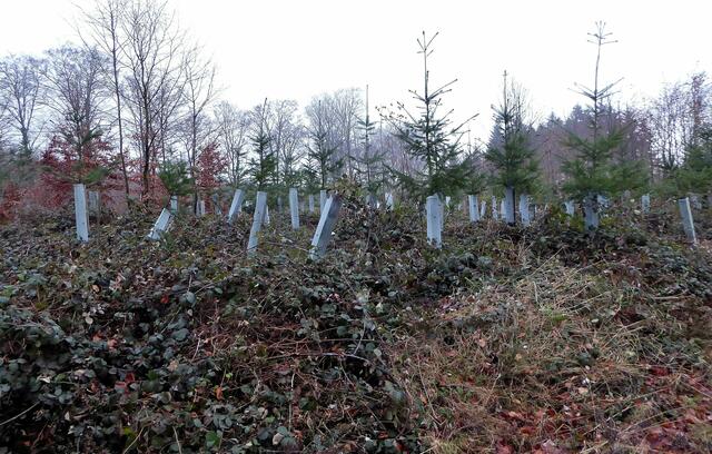 Douglasien Anpflanzung