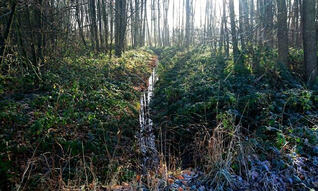 Im Bissendorfer Moor