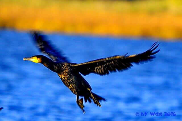 Kormoran (Leba Ostsee/Polen)