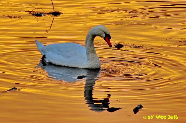 Höckerschwan (Eder bei Herzhausen)