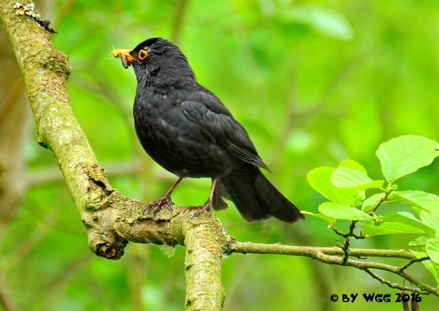 Amsel (m) -Bad Zwesten-