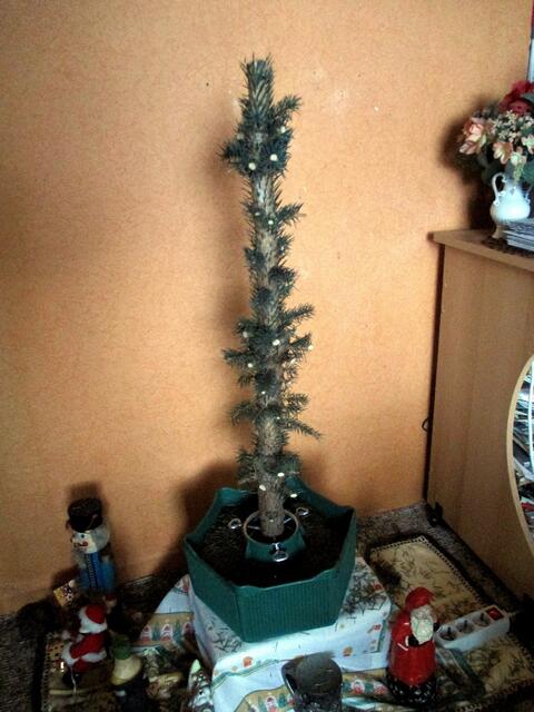 Alles wird mal "geschlachtet" auch ein Weihnachtsbaum muss mal daran glauben / 10.1.2017 !!!