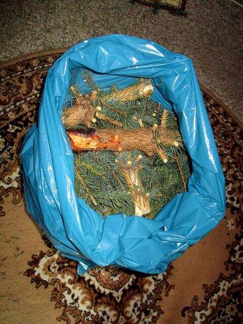 Alles wird mal "geschlachtet" auch ein Weihnachtsbaum muss mal daran glauben / 10.1.2017 !!!