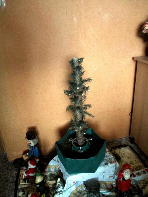 Alles wird mal "geschlachtet" auch ein Weihnachtsbaum muss mal daran glauben / 10.1.2017 !!!