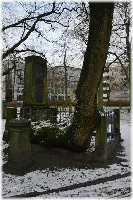 An der Grabstelle des Kaufmanns und Senators Heinrich Bernhard Röhrs schlängelt sich ein Ahorn durch das Ziergitter bevor er in die Höhe wächst - Gartenfriedhof Hannover (Foto: Katja Woidtke)