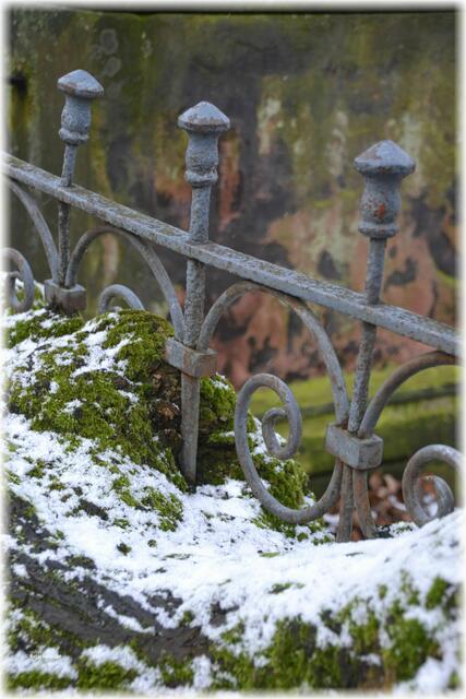 Ziergitter mit Ahorn auf dem Gartenfriedhof Hannover (Foto: Katja Woidtke)