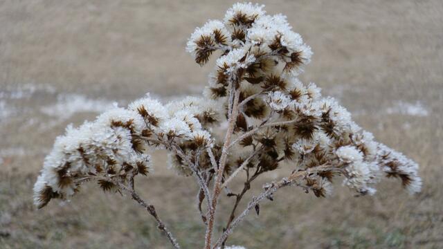 Mit Wintermantel auf den Frühling wartend...
