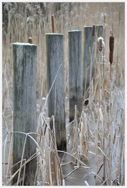 Aufgereiht - Winter im Wietzepark (Foto: Katja Woidtke)