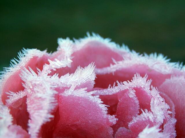 Rose mit Eiskristallen