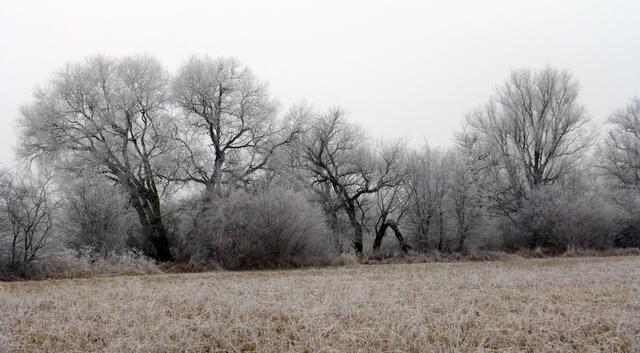 Baumreihe mit Knick