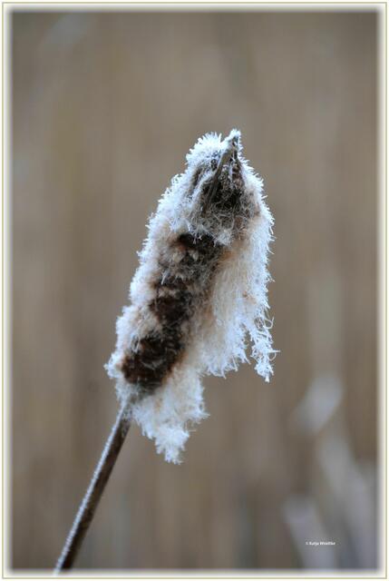 Zausel - Rohrkolben im Winter (Foto: Katja Woidtke)