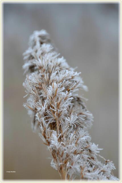 Wenn der Winter den Wietzepark küsst (Foto: Katja Woidtke)