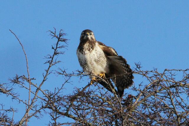 Bussard bei der Gymnastik