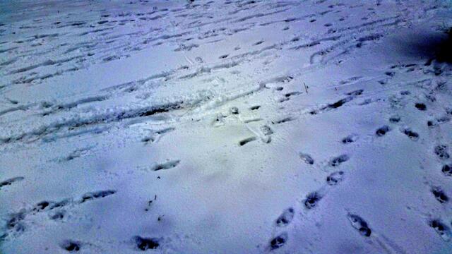 Spuren im Schnee