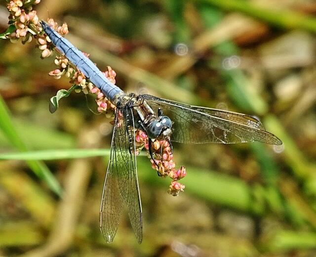 "Kleiner Blaupfeil (m) " ( Orthetrum coerulescens).