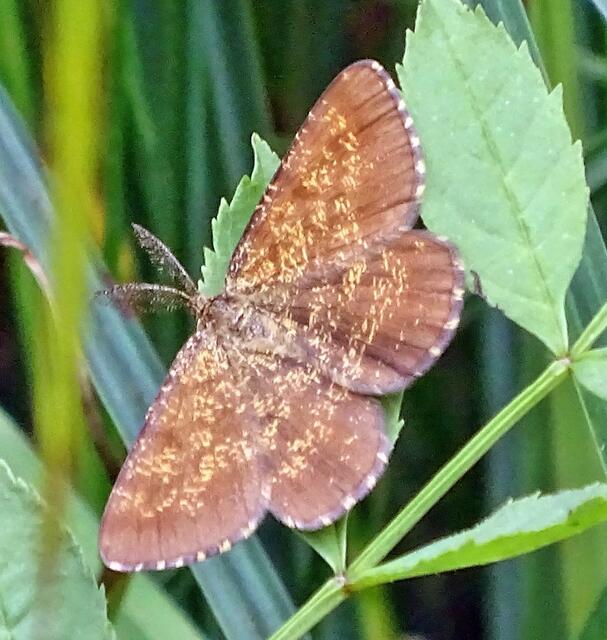 Tagaktiver Nachtspanner