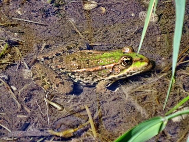 Wasserfrosch (Rana ridibunda)