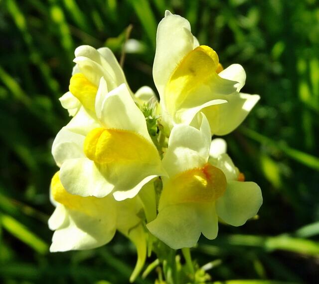 Echtes Leinkraut (Linaria vulgaris)