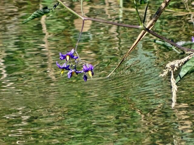 Bittersüßer Nachtschatten (Solanum dulcamara)