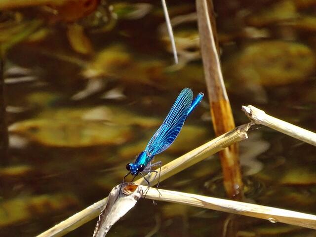 Blauflügelige Prachtlibelle (Calopteryx virgo)