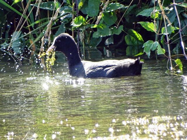 Blässhuhn (Fulica atra)