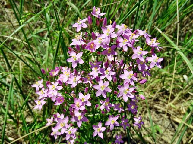 Echtes Tausendgüldenkraut (Centaurium erythraea)