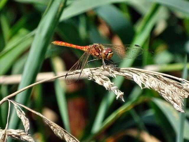 Gemeine Heidelibelle (Sympetrum vulgatum)