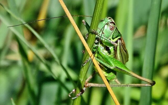 Warzenbeißer (Decticus verrucivorus)