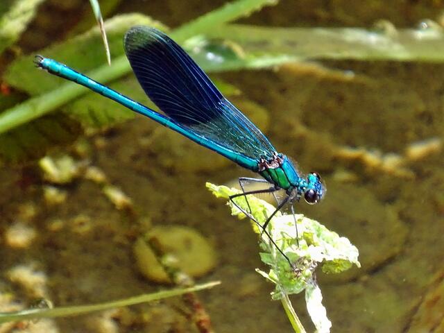 Gebänderte Prachtlibelle ♂ (Calopteryx splendens)
