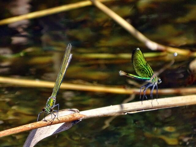 Gebänderte Prachtlibelle ♀ (Calopteryx splendens),